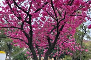 春です！４月７日（日）桜の下でコーチングを練習しましょう 