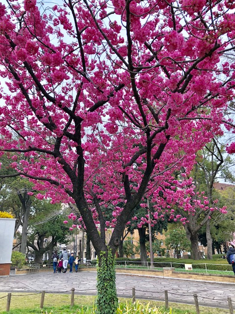春です！４月７日（日）桜の下でコーチングを練習しましょう