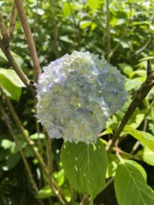 5月の北鎌倉りえずむ遠足を開催しました。  